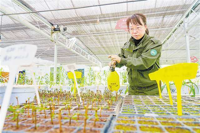 南川区金佛山珍稀植物繁育科研基地,植物专家王霞为银杉扦插苗浇水