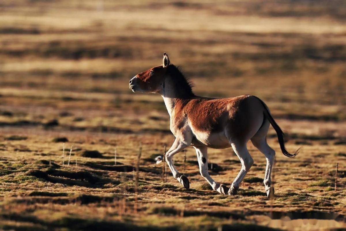 野驴_动物_高原