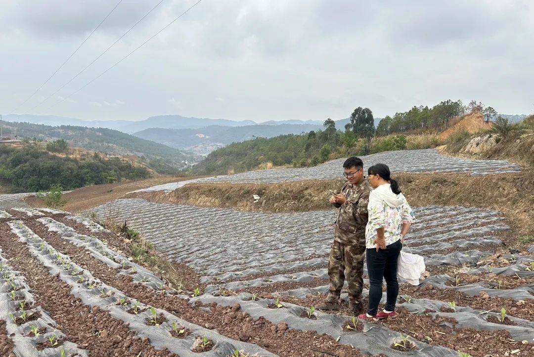 峨山大龙潭乡:干群协力抓移栽