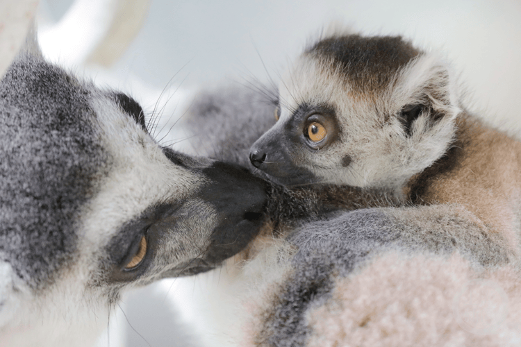 温情母亲节:动物母子亲密暖人心