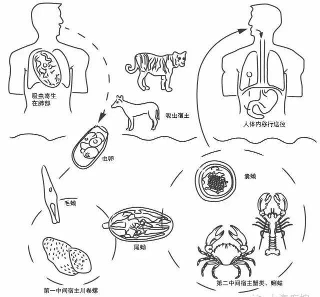 肺吸虫 手绘图图片