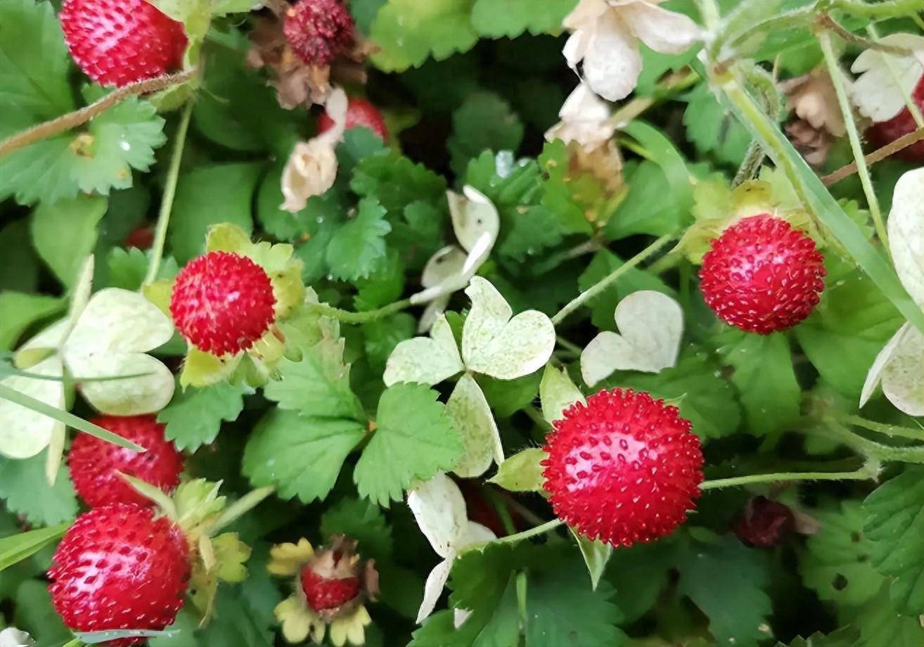 野草莓的药用功效图片