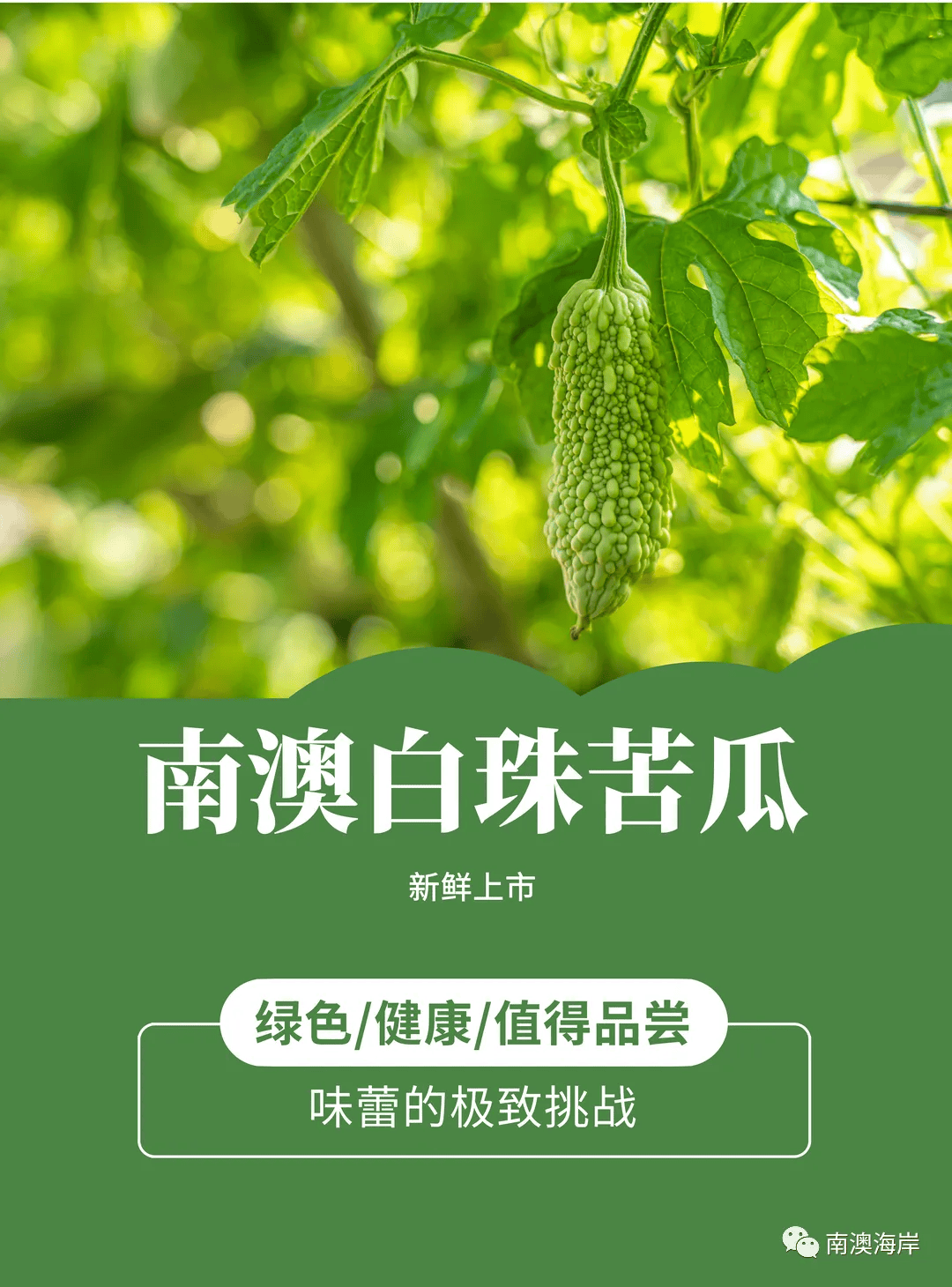 有一种海岛的味道叫"南澳的珠瓜"