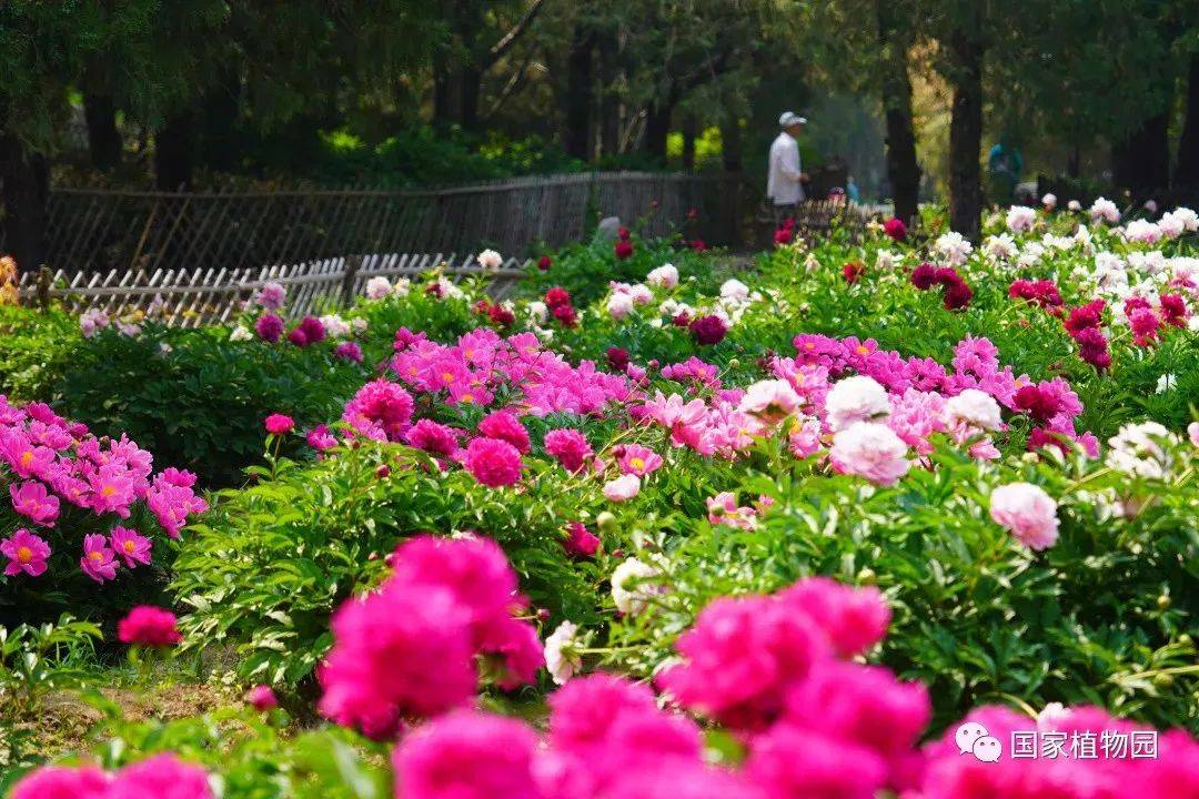 北京植物园2022春节图片