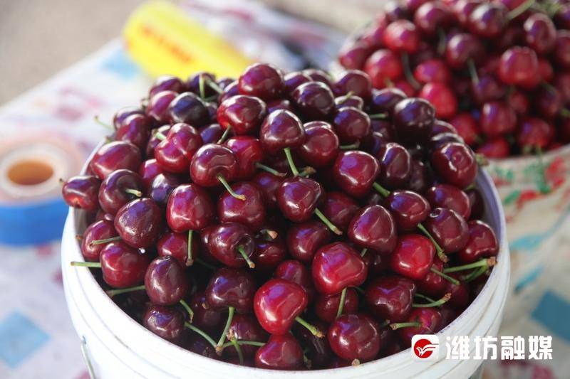 从2015年开始,该村立足土地多为红板岩地质特点,带领群众到大连,临朐