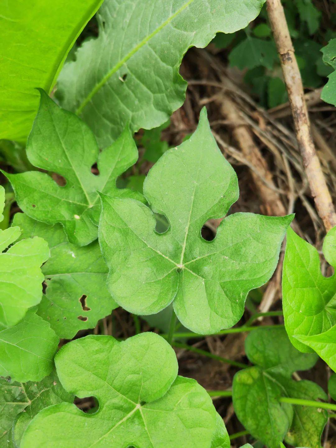 农业外来入侵物种科普 | 植物篇(一)——霸道的"小喇叭"圆叶牵牛