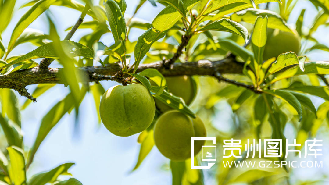 【绿色发展】镇宁蜂糖李入选全国生物多样性优秀案例