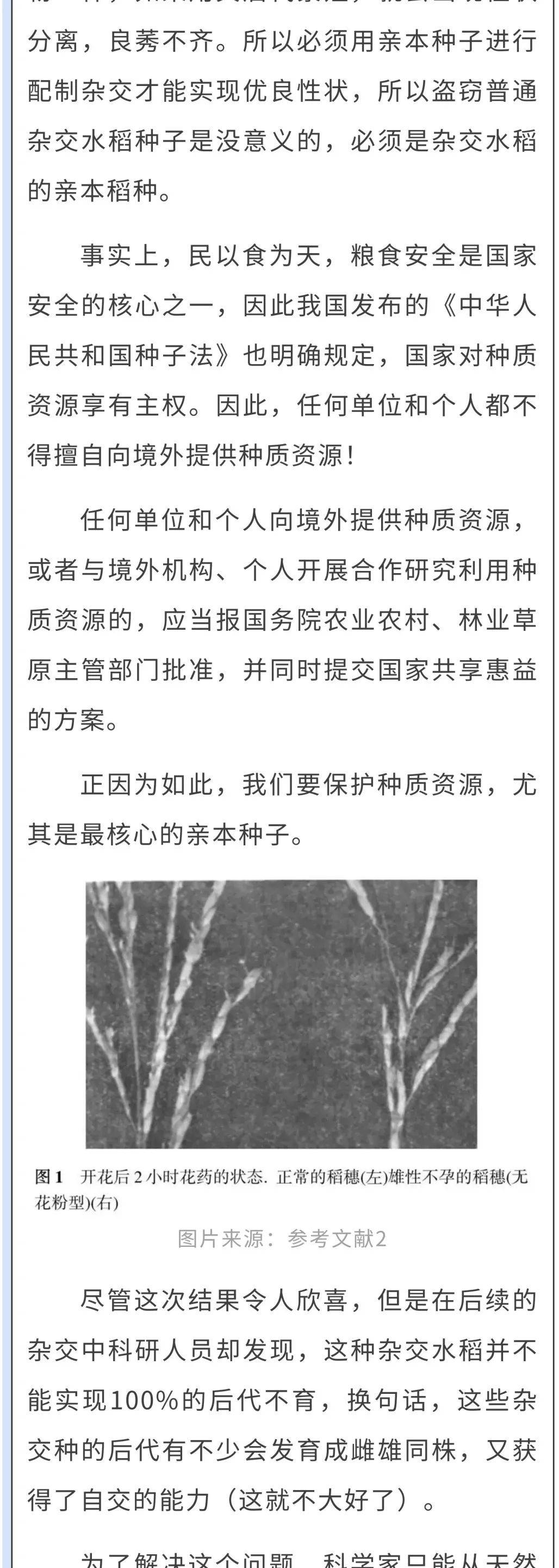 间谍窃取我国杂交水稻种子,后果有多严重?