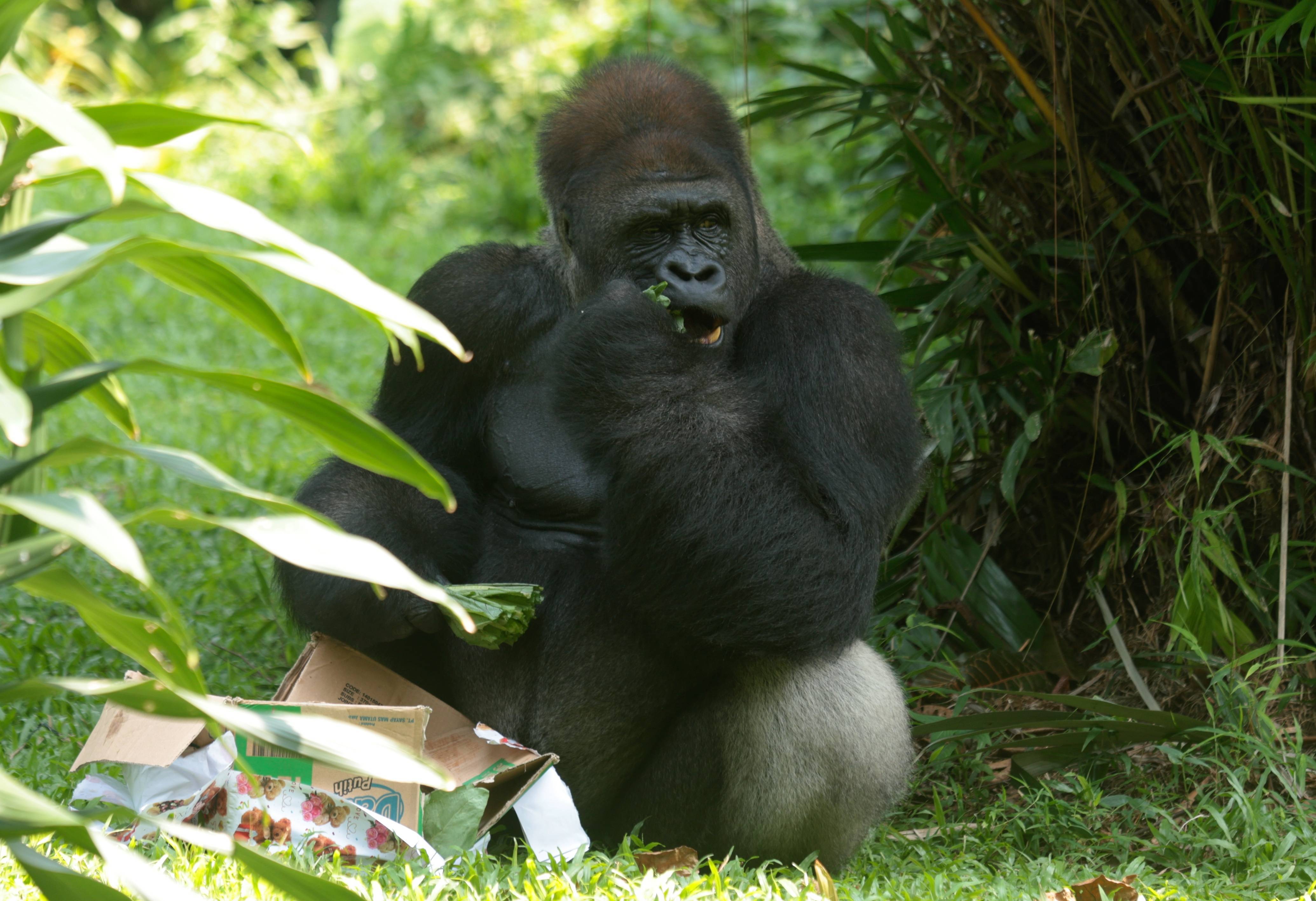 雅加达动物园为大猩猩庆生