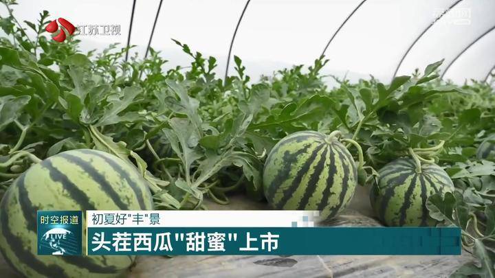 江苏:初夏好"丰"景_种植_西瓜_西兰花