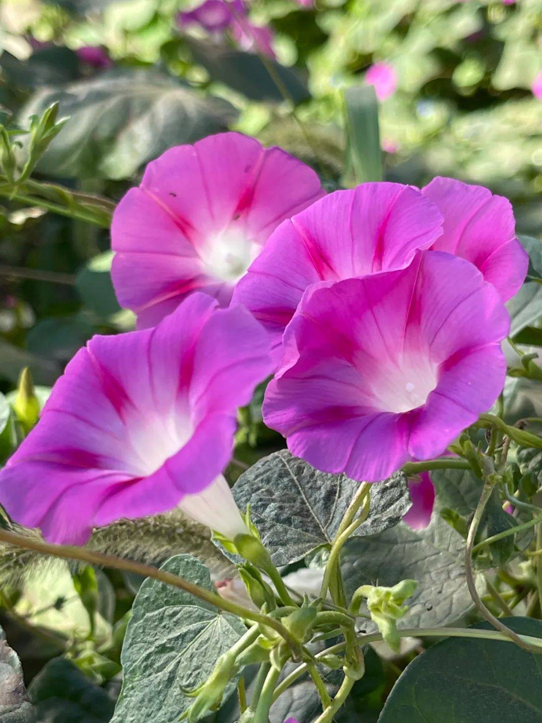 农业外来入侵物种科普 | 植物篇(一)——霸道的"小喇叭"圆叶牵牛