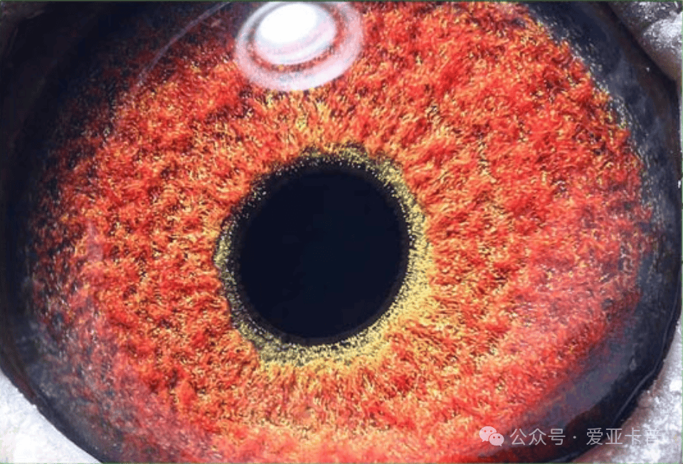 奶酪专场第105期拍卖--3号鸽.