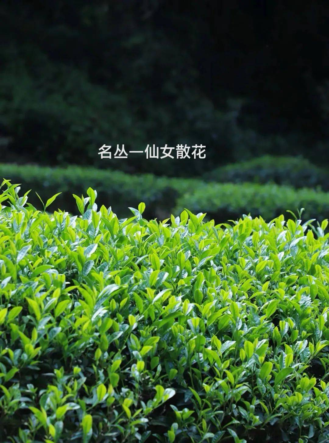 名丛中还有个仙女散花