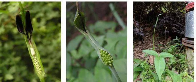 275元/斤!杭州有人挖到这种草 误食严重可致命