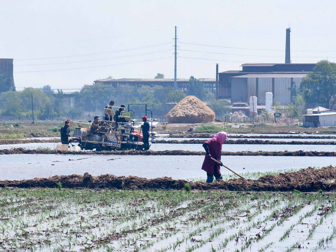 五月的乡村到处绿树成荫,平整的水田里新插的秧苗绿意葱葱,一派优美的