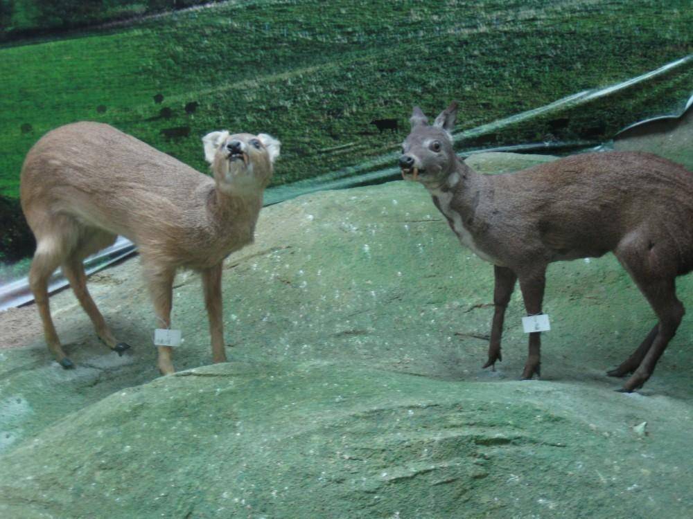 麝香_东北_伴侣