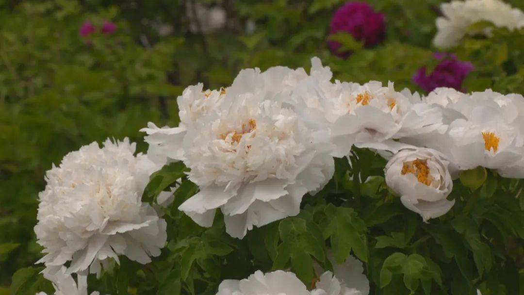 牡丹花迎来盛花期:万余株牡丹竞相开放 最佳观赏期持续到5月23日