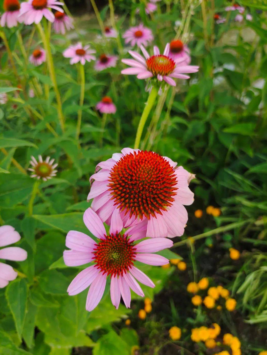 节制_生活_饮食