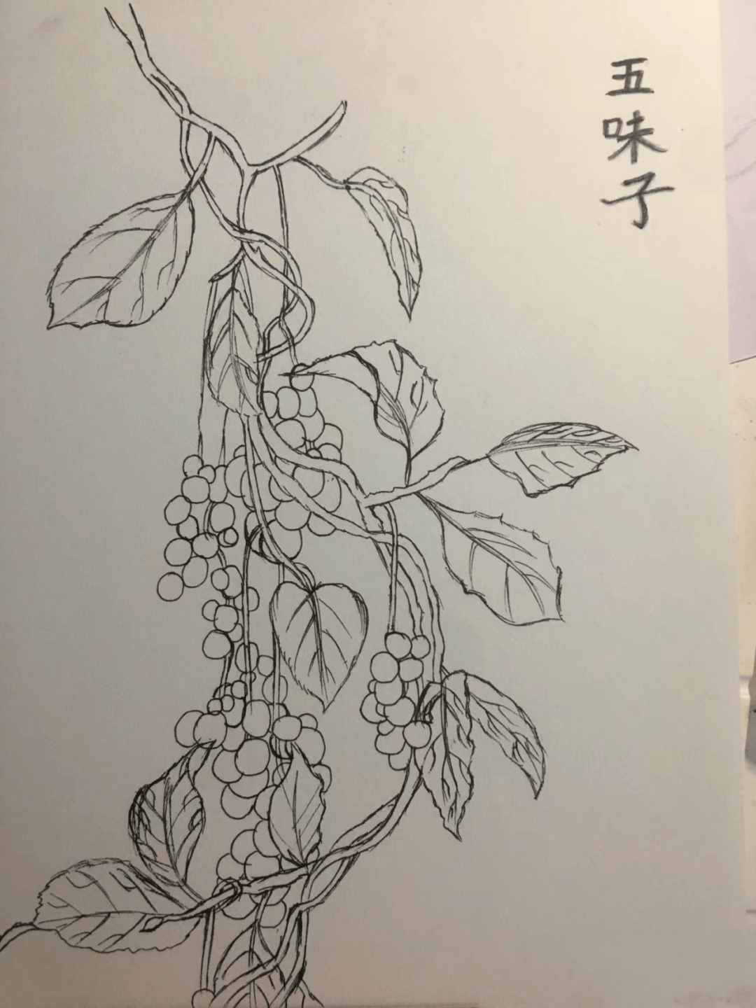 迎校庆中草药绘图大赛来啦快来选出你心中的最佳画作