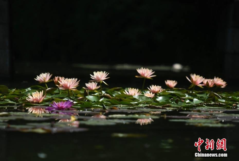 杭州西湖：多彩睡莲盛放