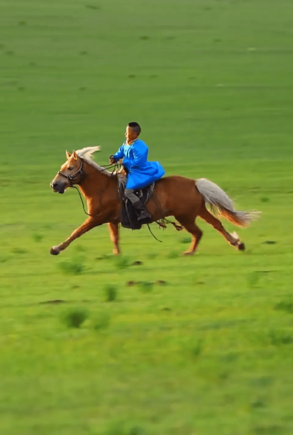 剪羊毛羊毛是重要的资源在草原上动作熟练且利落一团团羊毛被"薅"下来