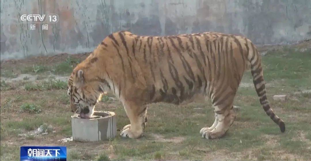 动物园20只东北虎死亡，林业部门回应