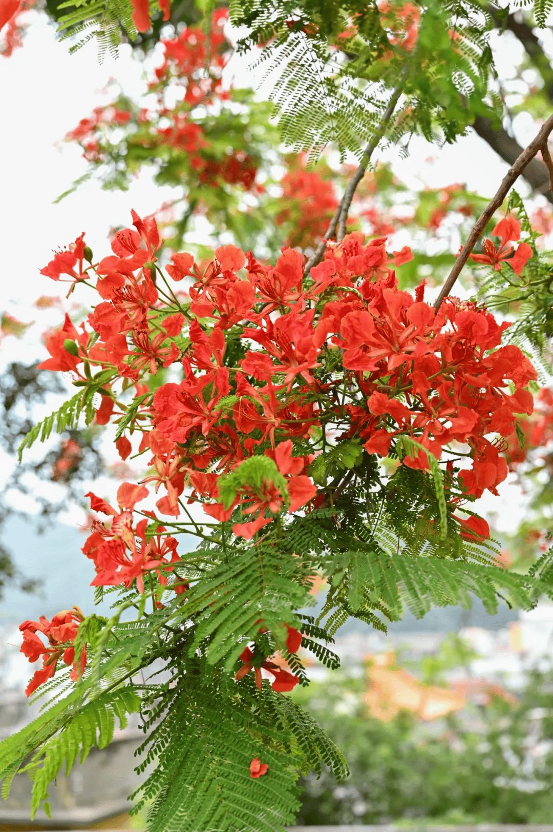 蟹山公园图片