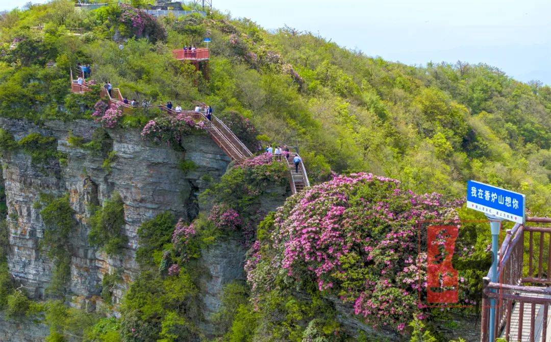 【文图 视频】光雾山杜鹃盛花期来了