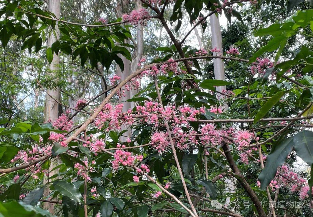 粉萌红茱萸,花开满枝茎