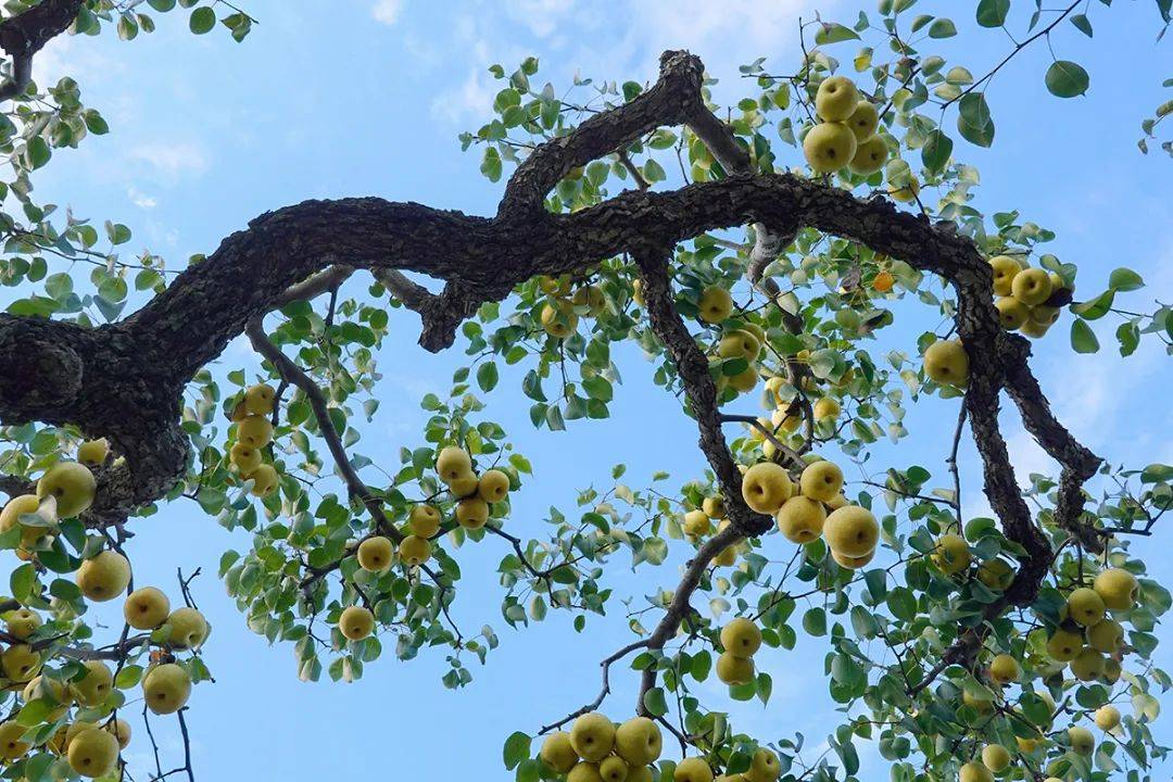 砀山1典型案列获全省推介!