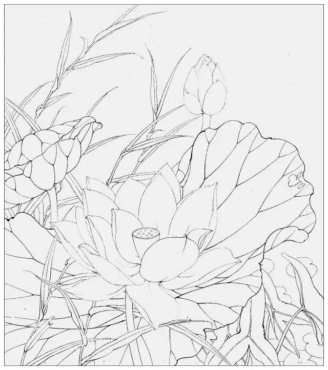 一学就会画工笔《粉荷清幽》图