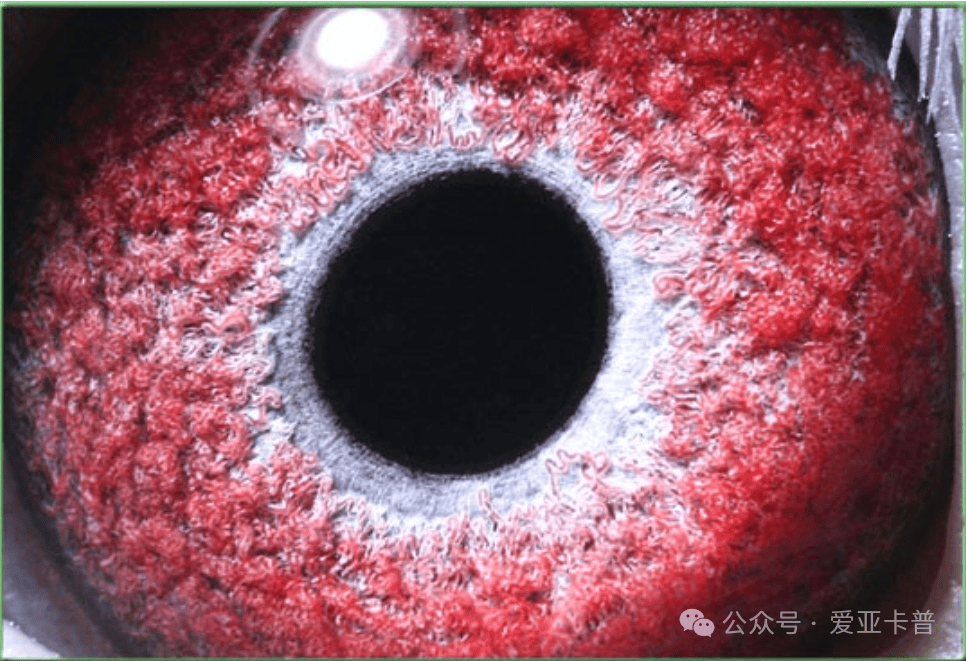 第2446期拍卖--15号鸽.