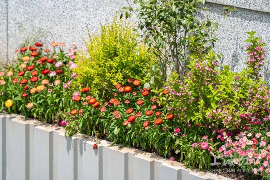 苏州河虹口段颜值再提升~_花草_城市_植物