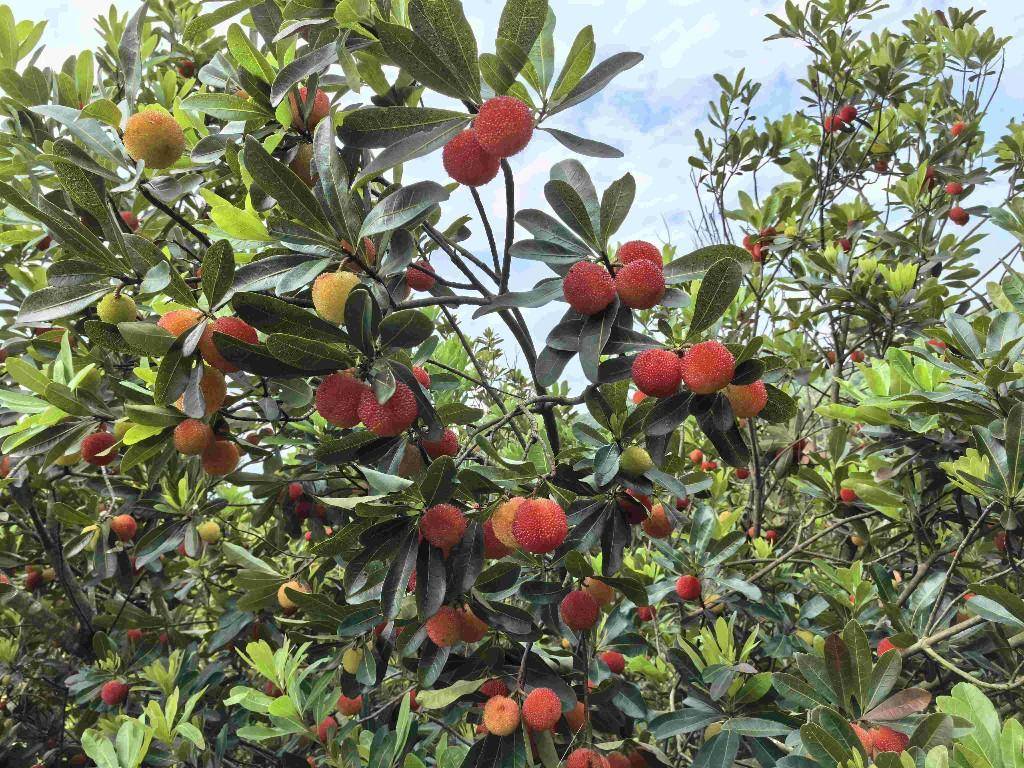 Shixing Shaoguan: Sweet and sour delicious waxberries are on the market