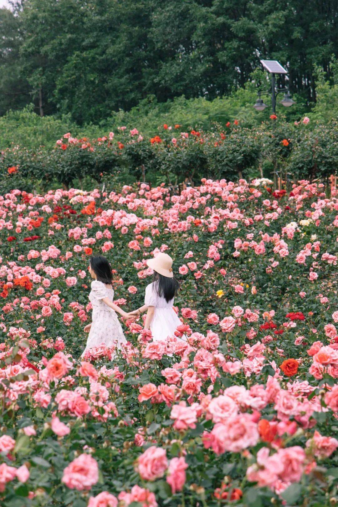 5月18日-19日在东宝区圣境山滑翔基地还将开展荆门市第三届滑翔伞比赛