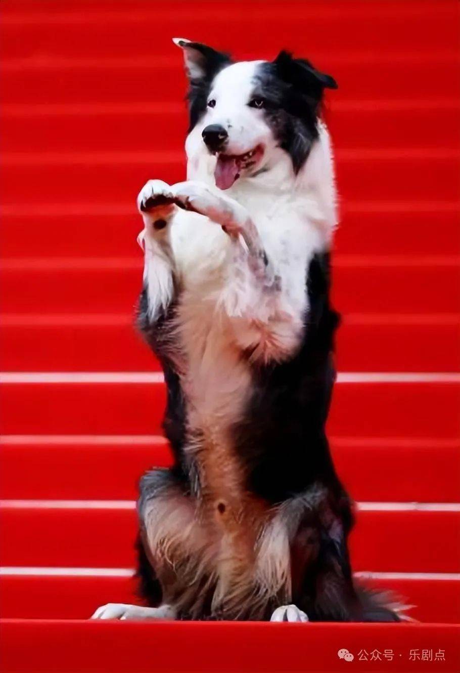 硬撼低胸超模,与关晓彤佟丽娅争艳_影展_开幕礼_彭于晏