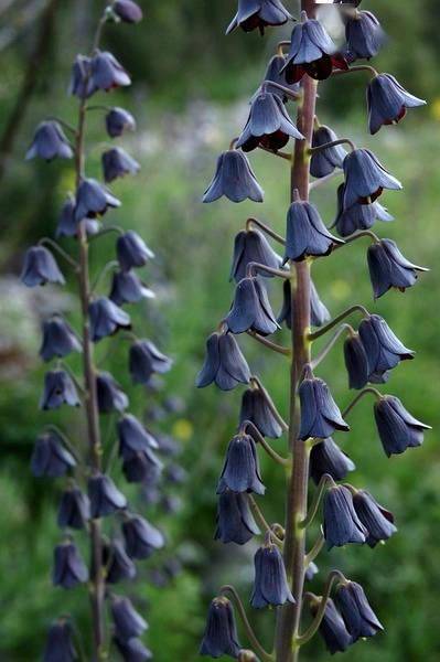 大搜集丨自然界神奇的植物!