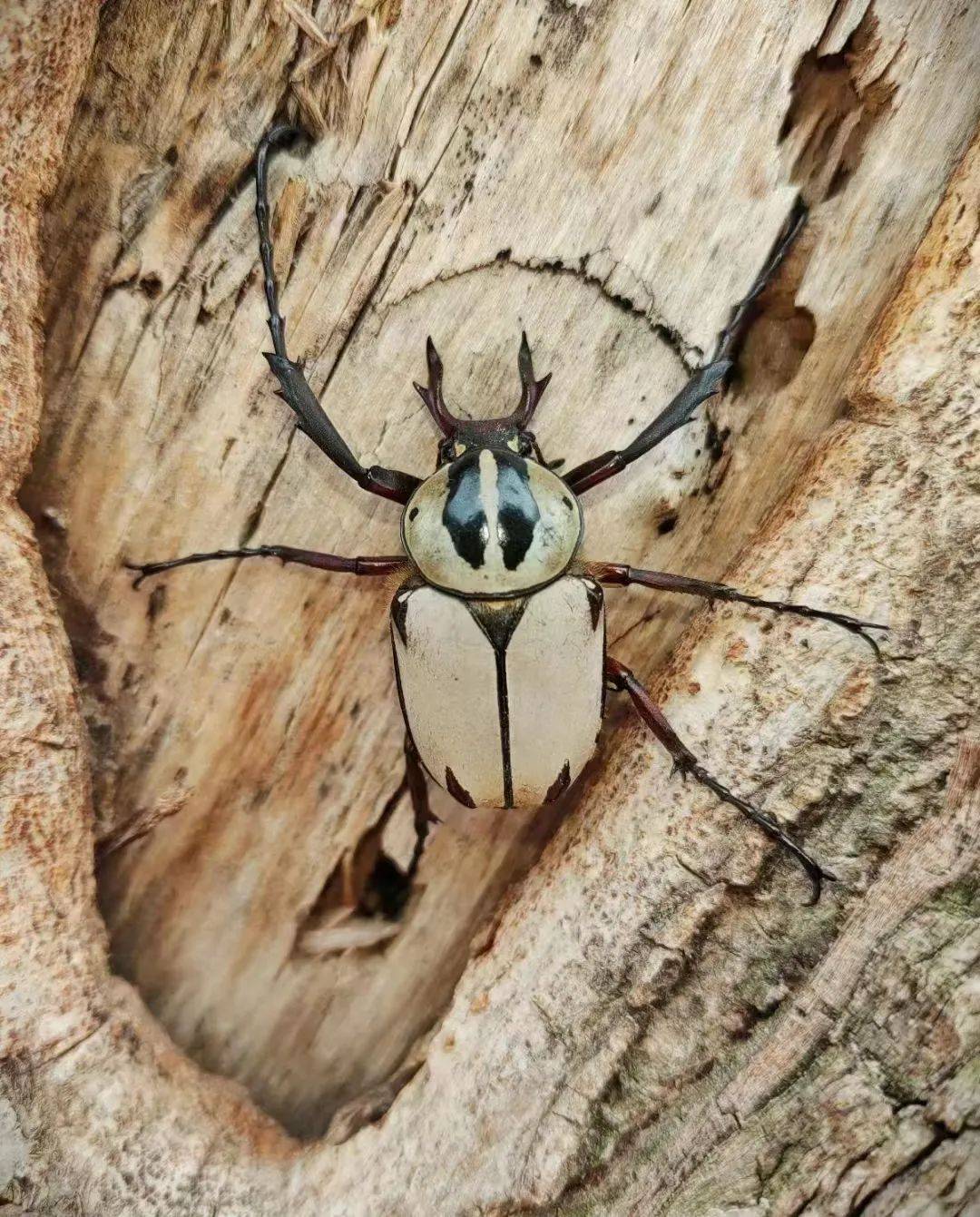 龟甲,沙葱萤叶甲,土蝽……要去昆虫圣地寻找鹿角花金龟啦!