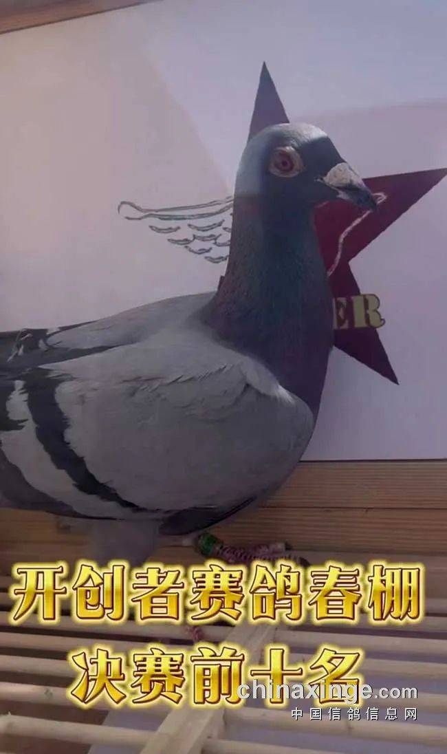 「鸽讯」开创者春棚当日归40羽 逆风翻盘冠军鸽抢鲜看