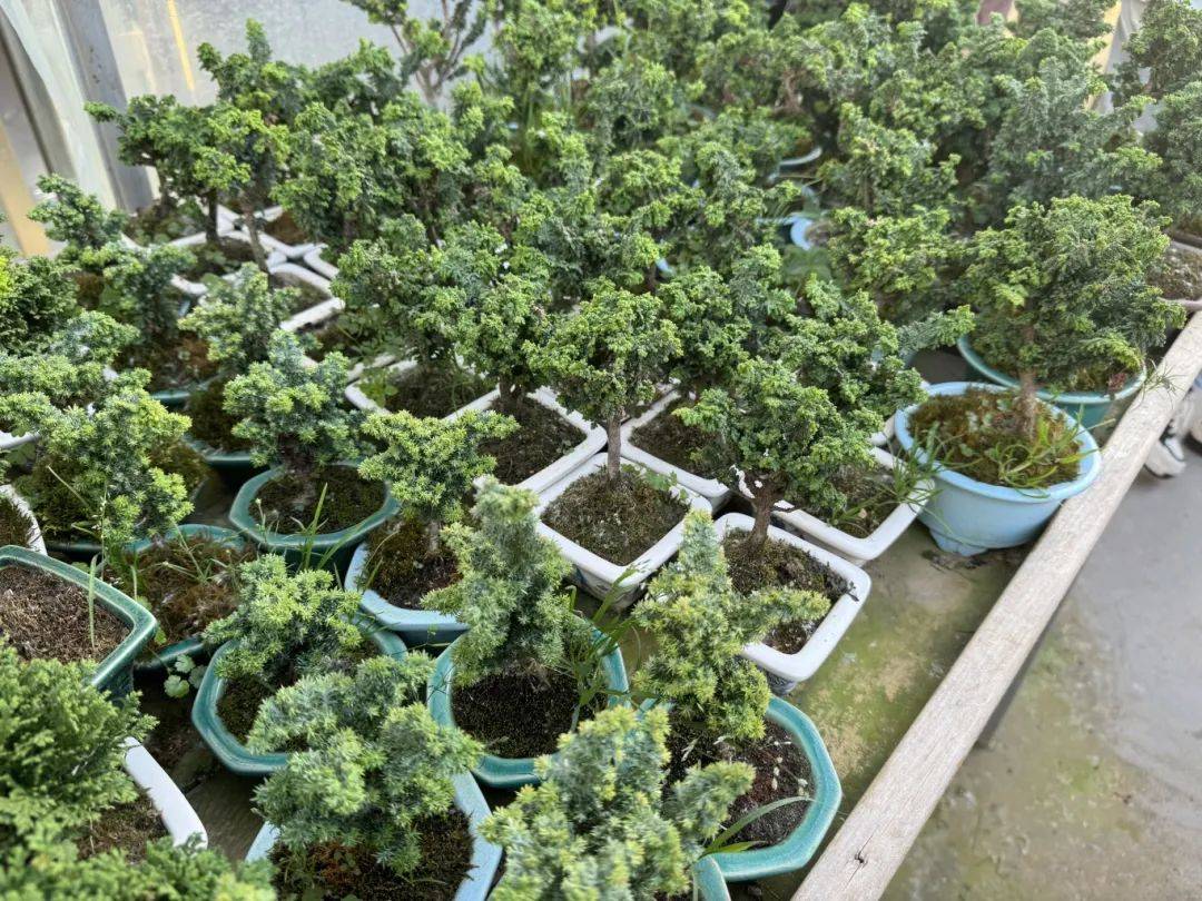 五月,"中国花谷"的邂逅~_萧县_宿州_吴印咸