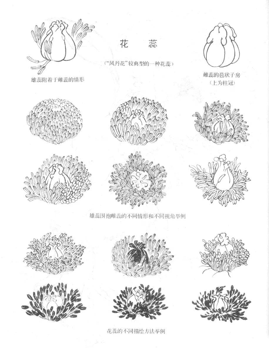 牡丹花头多方位画法图片