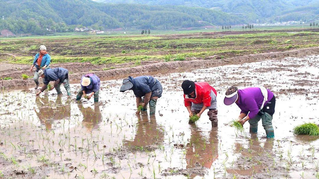 越西:新品种实验筛选 助力优质水稻生产