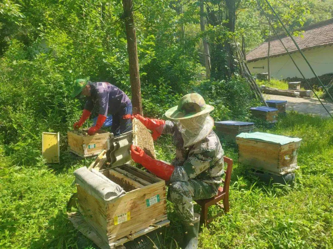 西坡镇 又到分蜂季 产业更甜蜜 蜂农笑开颜