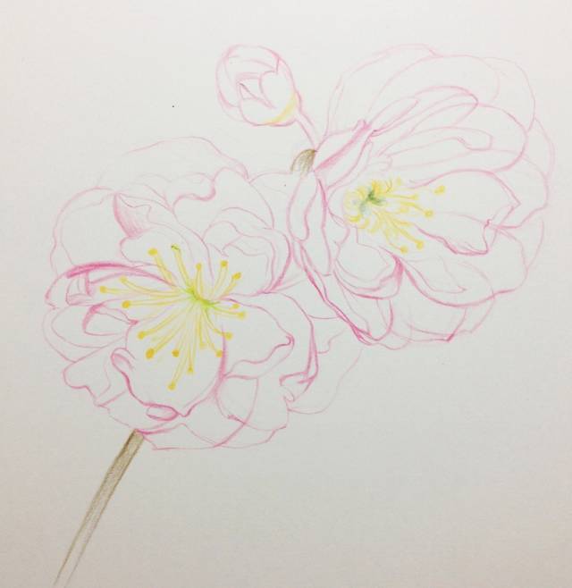 教程 | 十五分钟学会画彩铅樱花