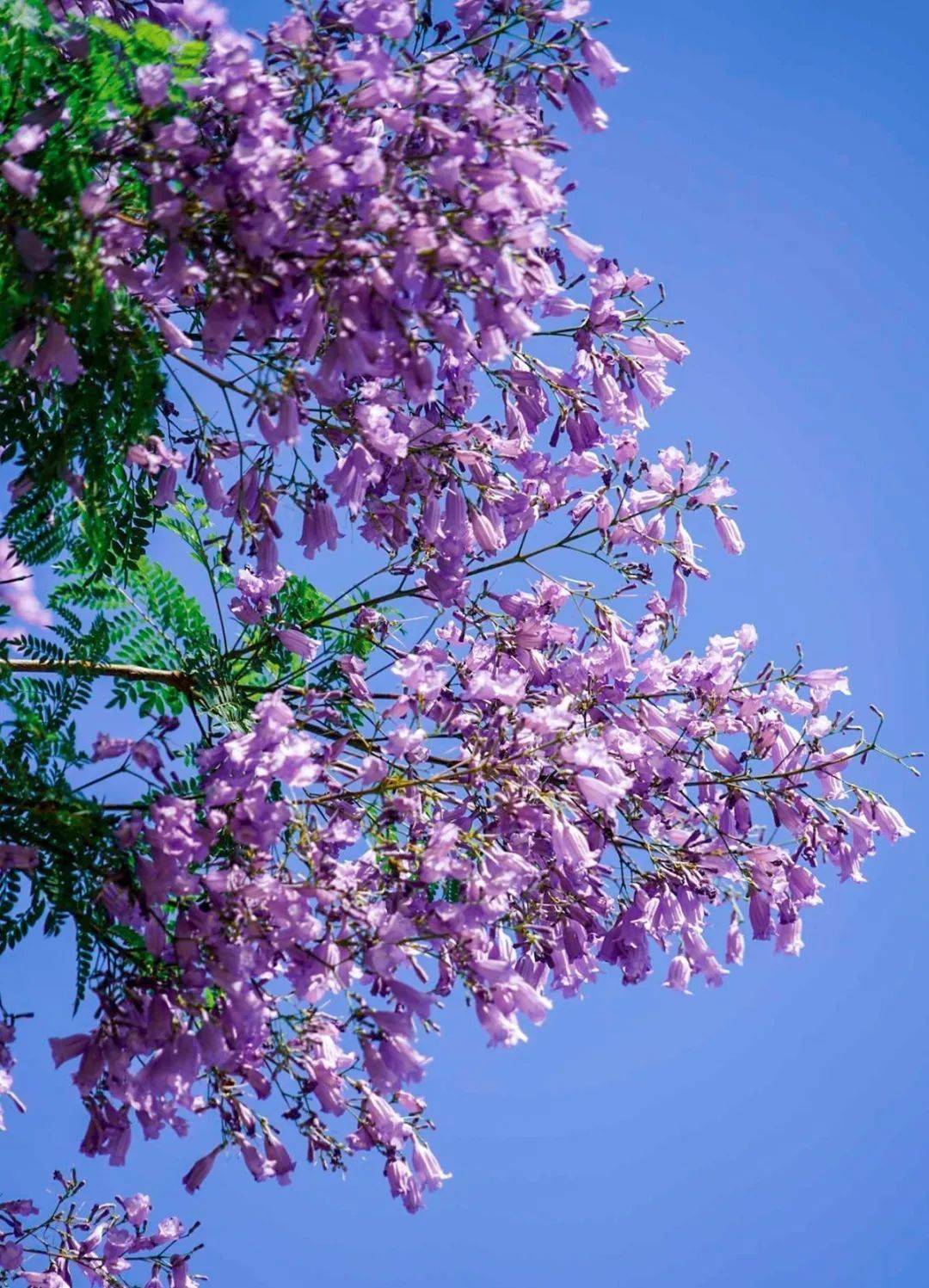 蓝  紫  绿,造就遂宁限定"颜色"(附赏花观赏点→)_紫色_蓝色_花朵