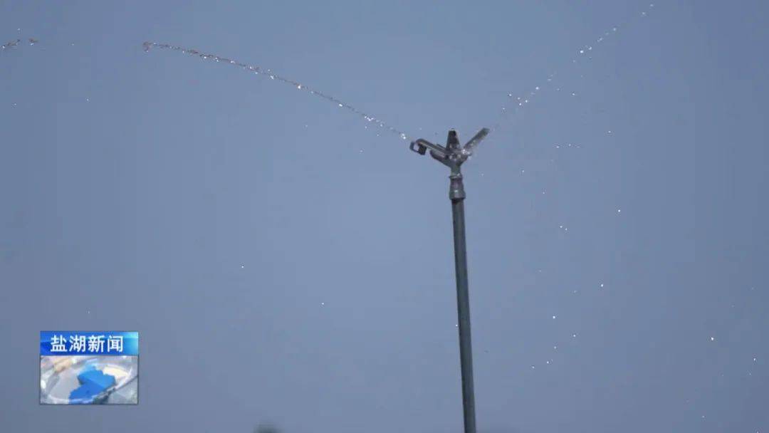 小麦灌浆期如何科学管理 专家来支招