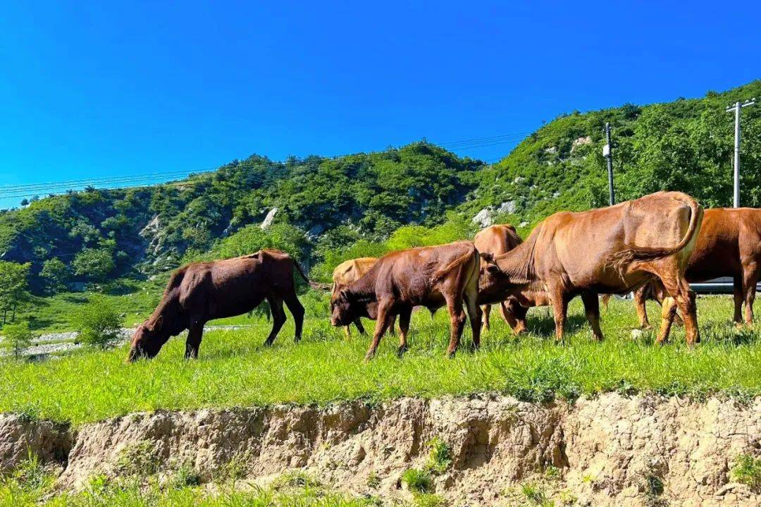 探访秦岭"阿勒泰"!看高山田园风光!
