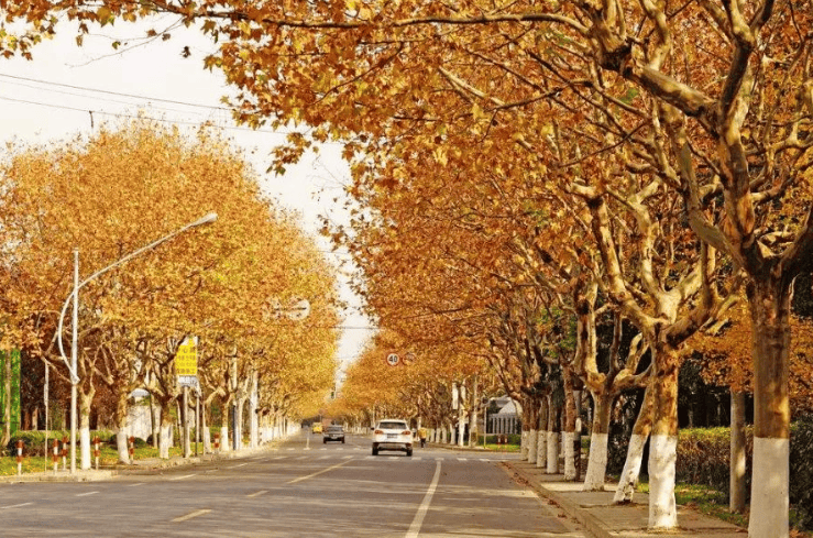 你几月出生,就是什么树(非常准)_生活_性格_梧桐树