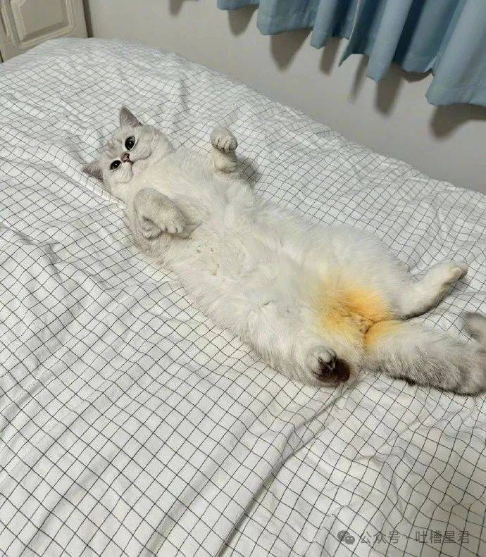 大房东傻眼了二房东急了租客跑路后这只豹子成功勾起了我的兴趣好(via