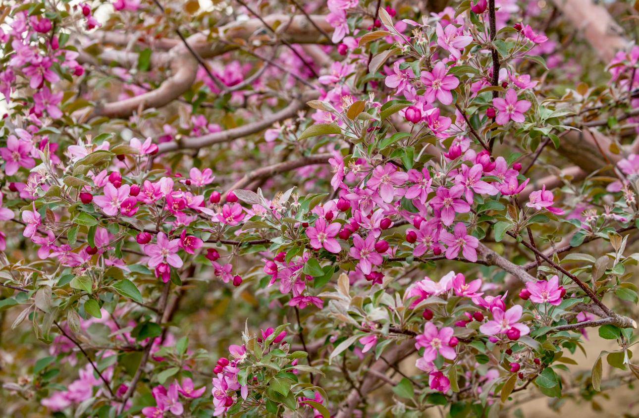 红花红叶红果果,这片"红色之爱"苹果园太撩人